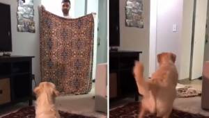 Han fremviste en tryllekunst for sin hund; dyrets reaktion er fremragende!